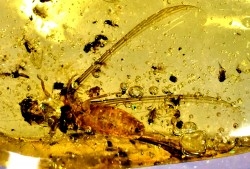 insect: Termite ailé, Diptères