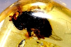 Copal: Diptère (mouche)  - Pliocène à holocène - Antsiranana, Madagascar