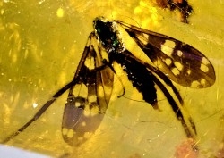 Copal: Diptères (Tipulidae) - Pliocène à holocène - Antsiranana, Madagascar