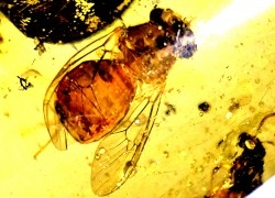 insect: Coléoptère, Araignée, Mouche, Fourmi