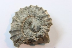 rare heteromorph ammonite Jouaniceras sicardi - Santonian - Sougraine, 11 -France