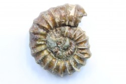 rare heteromorph ammonite Jouaniceras sicardi - Santonian - Sougraine, 11 -France