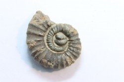 rare heteromorph ammonite Jouaniceras sicardi - Santonian - Sougraine, 11 -France