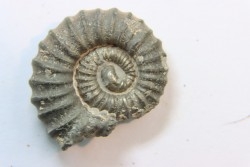 rare heteromorph ammonite Jouaniceras sicardi - Santonian - Sougraine, 11 -France