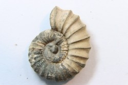 rare heteromorph ammonite Jouaniceras sicardi - Santonian - Sougraine, 11 -France