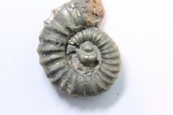rare heteromorph ammonite Jouaniceras sicardi - Santonian - Sougraine, 11 -France