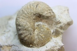 Scaphites lamberti - Cenomanian - Greez sur Roc, (72) - FRANCE