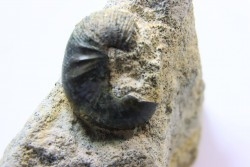 Scaphites lamberti - Cenomanian - Greez sur Roc, (72) - FRANCE