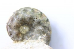 Schloenbachia coupei - Cenomanian - Greez sur Roc, (72) - FRANCE