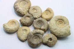 set of  10 indertermined ammonites - bathonian - Nièvre - FRANCE