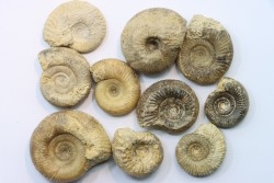 set of  10 indertermined ammonites - bathonian - Nièvre - FRANCE