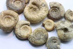 set of  10 indertermined ammonites - bathonian - Nièvre - FRANCE
