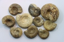 set of  10 indertermined ammonites - bathonian - Nièvre - FRANCE