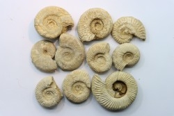 set of  10 indertermined ammonites - oxfordian - Vienne (86) - FRANCE