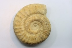 Subgrossouvria famula - callovien - Montreuil Bellay- FRANCE