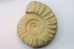 Pseudopeltoceras leckenbyi - callovian - Montreuil Bellay - FRANCE