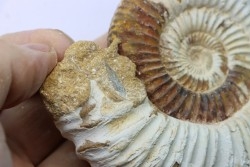Microconque- 10 cm - KRANAOSPHINCTES (PACHYPLANULITES) RABEI - oxfordien - Madagascar