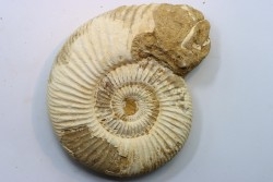 KRANAOSPHINCTES (PACHYPLANULITES) RABEI