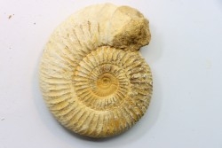 Microconque - 7.5 cm - KRANAOSPHINCTES (PACHYPLANULITES) RABEI - oxfordien - Madagascar
