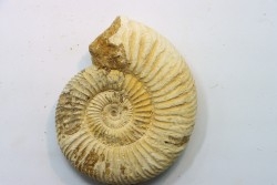 KRANAOSPHINCTES (PACHYPLANULITES) RABEI
