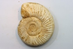 Microconque - 11.5 cm - KRANAOSPHINCTES (PACHYPLANULITES) RABEI - oxfordien - Madagascar