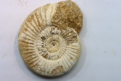 KRANAOSPHINCTES (PACHYPLANULITES) RABEI