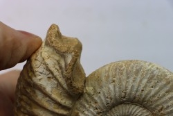 Microconque - 10 cm - KRANAOSPHINCTES (PACHYPLANULITES) RABEI - oxfordien - Madagascar