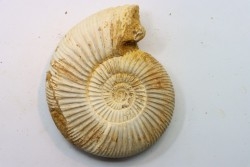 KRANAOSPHINCTES (PACHYPLANULITES) RABEI