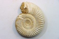 Microconque - 7.5 cm - KRANAOSPHINCTES (PACHYPLANULITES) RABEI - oxfordien - Madagascar