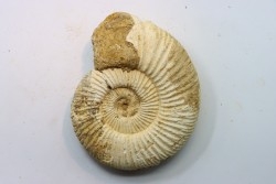 Microconque - 10.5 cm - KRANAOSPHINCTES (PACHYPLANULITES) RABEI - oxfordien - Madagascar
