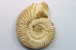 KRANAOSPHINCTES (PACHYPLANULITES) RABEI