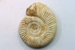 KRANAOSPHINCTES (PACHYPLANULITES) RABEI