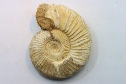 KRANAOSPHINCTES (PACHYPLANULITES) RABEI