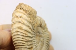 Microconque - 7.5 cm - KRANAOSPHINCTES (PACHYPLANULITES) RABEI - oxfordien - Madagascar