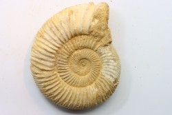 Microconque - 11 cm - KRANAOSPHINCTES (PACHYPLANULITES) RABEI - oxfordien - Madagascar