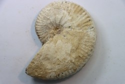 Taramelliceras callicerum