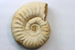 Mirosphinctes-aff-frickensis (4)