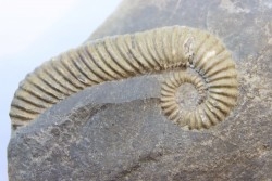 Tonohamites (toxoceratoides) taloryi - aptien - Walsh River - Queensland, AUSTRALIE