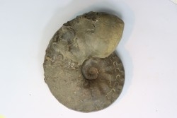 CERATITES SUBLAEVIGATUS - Muschelkalk - Lindach, Germany
