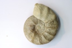 CERATITES SUBLAEVIGATUS - Muschelkalk - Lindach, Allemagne