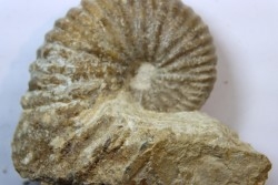 Ammonite Stoliczkaia dispar - Albien supérieur - Penzesgyor, Hongrie