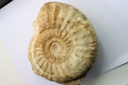 Pseudopeltoceras leckenbyi - callovian - Montreuil Bellay - FRANCE