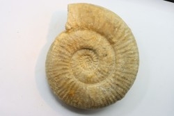 Subgrossouvria crassa monestieri - callovian - Montreuil Bellay - FRANCE