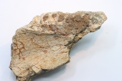 part of mandibule -dinosaur hadrosaure : edmontosaure