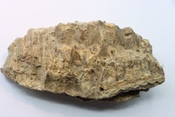 part of mandibule -dinosaur hadrosaure : edmontosaure