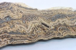 STROMATOLITE - Paléozoïc - Mexico