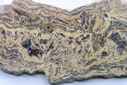STROMATOLITE - Paléozoïc - Mexico