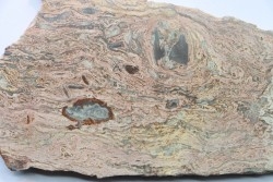 STROMATOLITE - Paléozoïc - Mexico