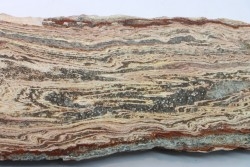 STROMATOLITE - Paléozoïc - Mexico