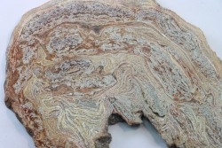 STROMATOLITE - Paléozoïc - Mexico